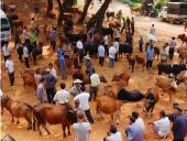 ����ţ��